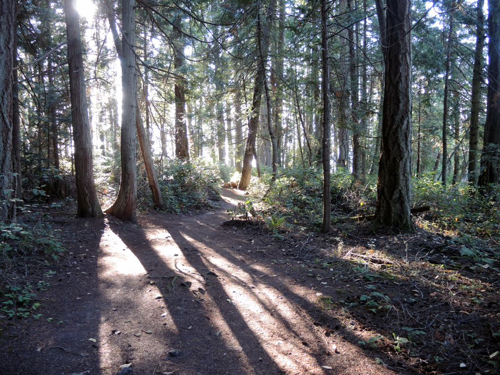 Sunlit Forest